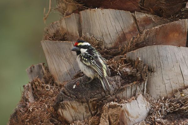 Acacia Pied Barbet