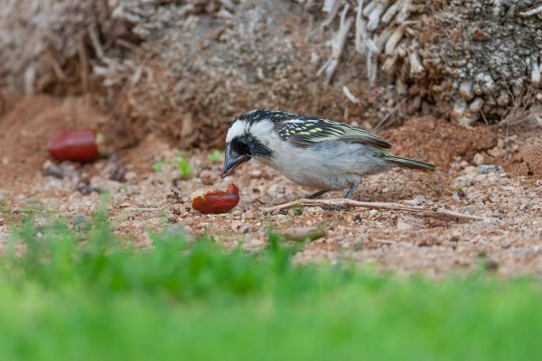 Acacia Pied Barbet