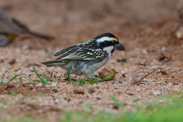 Acacia Pied Barbet
