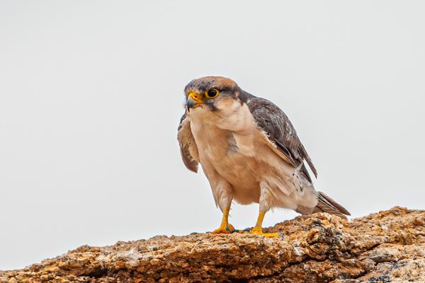 Lanner Falcon