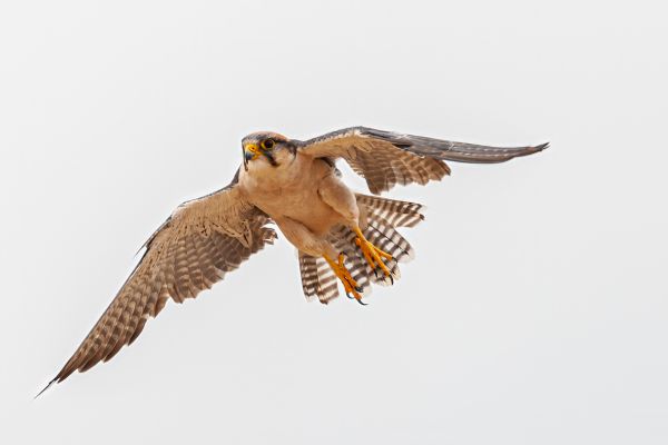 Lanner Falcon