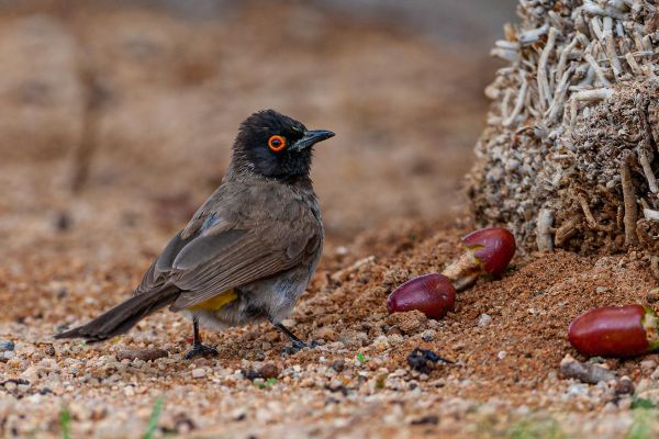 African Red-eyed Bulbul