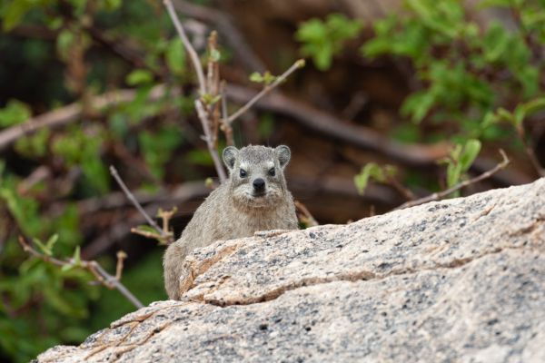 Common Dwarf Mongoose