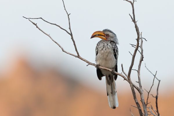 Southern Yellow-billed Hornbill