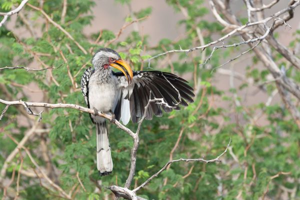 Southern Yellow-billed Hornbill