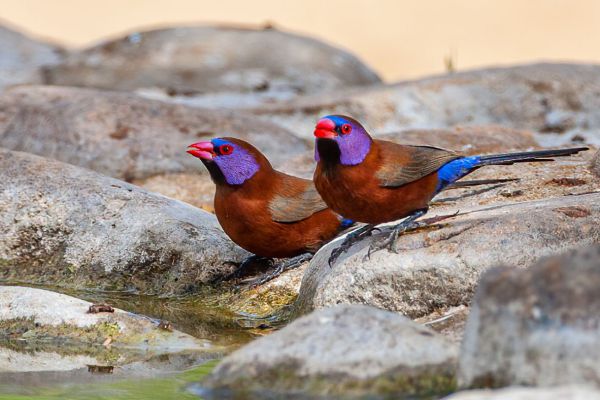 Violet-eared Waxbill