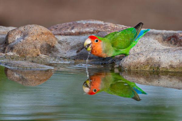 Rosy-faced Lovebird