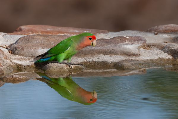 Rosy-faced Lovebird