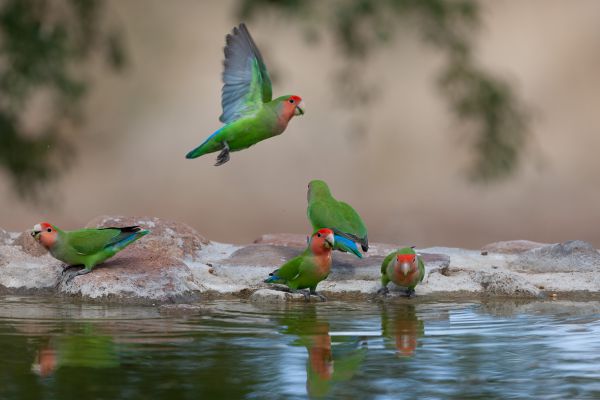 Rosy-faced Lovebird