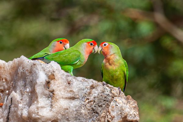 Rosy-faced Lovebird