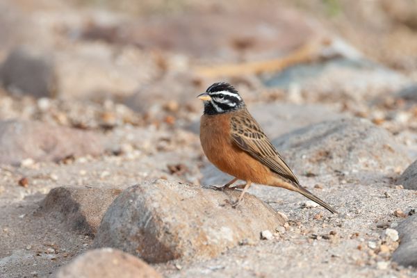 Cinnamon-breasted Bunting