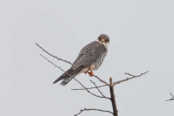 Amur Falcon