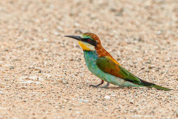 European Bee-Eater