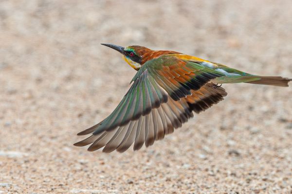 European Bee-Eater