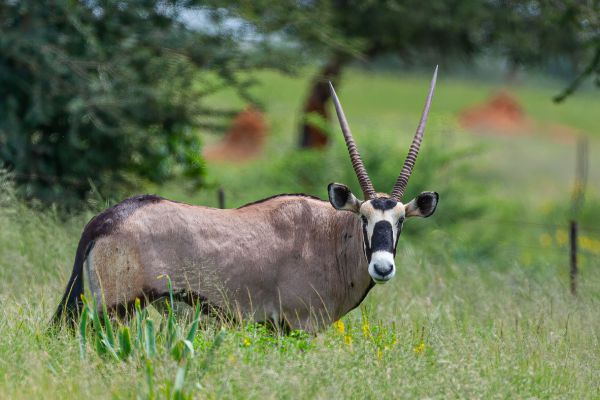Oryx