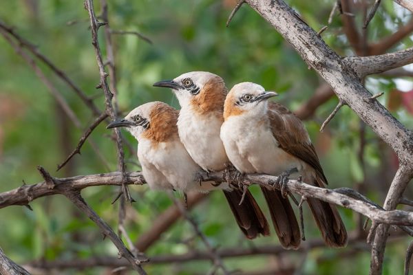 Bare-cheeked babbler