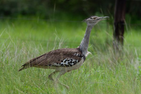 Kori Bustard