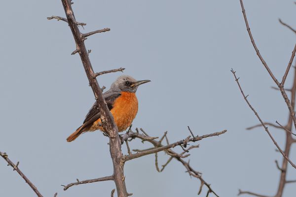 Short-toed Rock Thrush