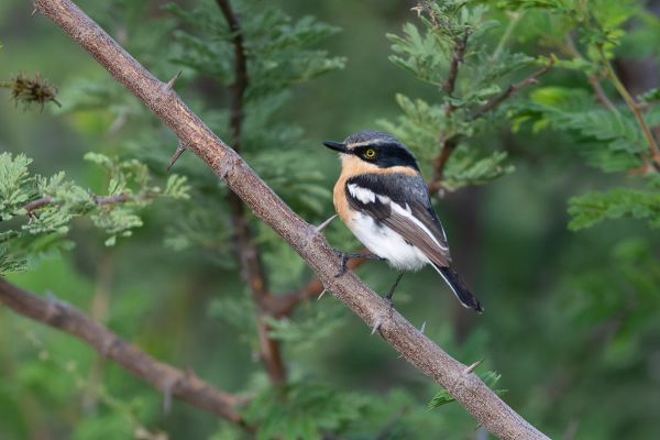 Pririt Batis