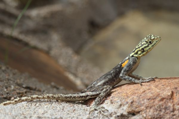 Broadley's Flat Lizard