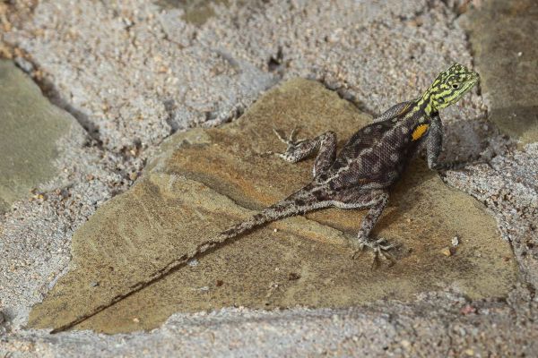 Broadley's Flat Lizard