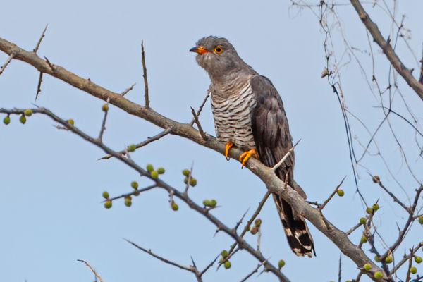  African cuckoo (female)