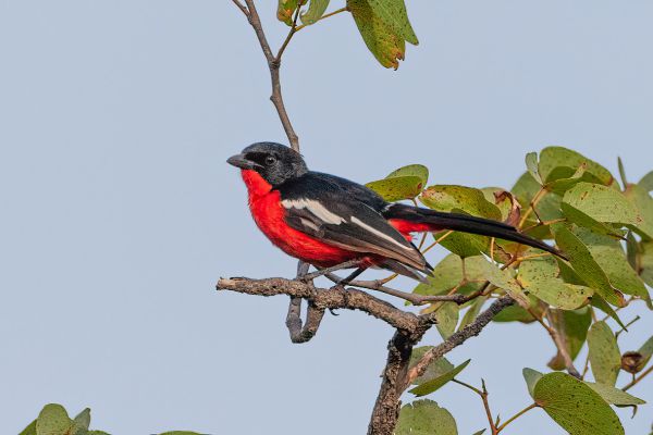Crimson-breasted Shrike