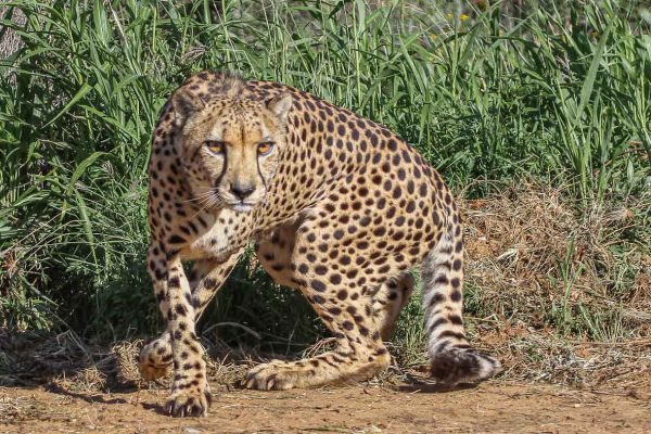 Cheeta