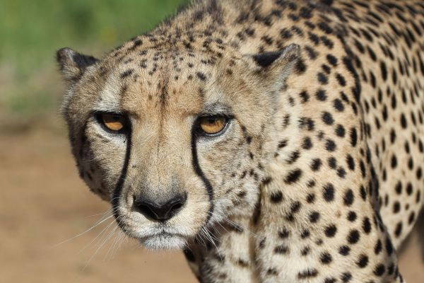 Cheeta