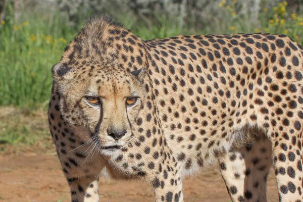 Cheeta