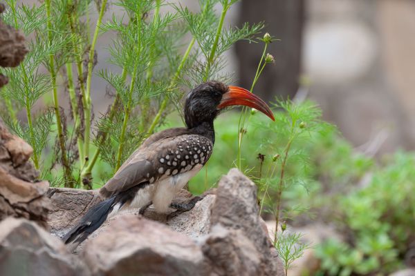 Monteiro's Hornbill
