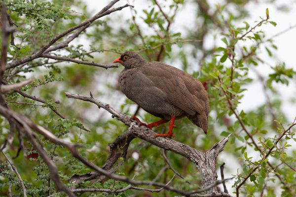 Red-billed Spurfowl