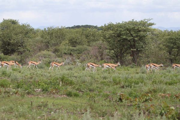 Sophienhof lodge Erongo