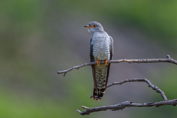 African Cuckoo