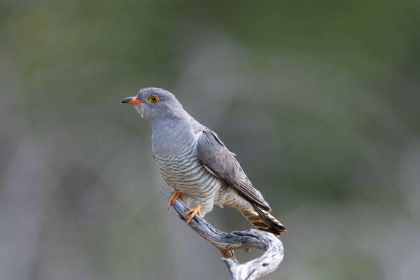 African Cuckoo