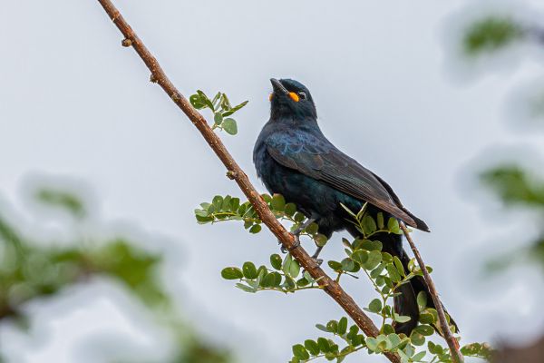 Black Cuckooshrike