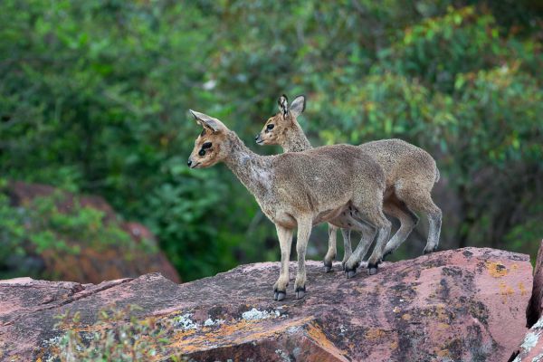 Klipspringer