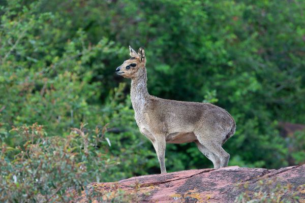 Klipspringer