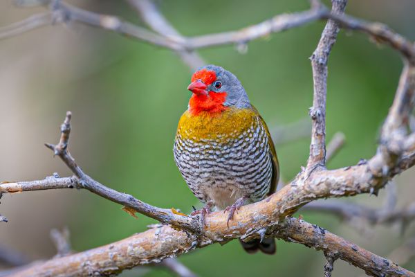 Green-winged Pytilia
