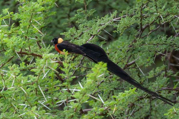 Long-tailed Paradise Whydah
