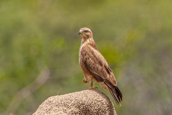 Pale Chanting-Goshawk