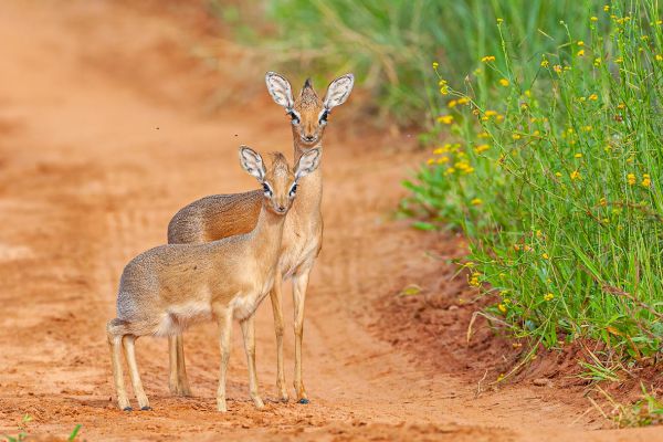 Damara dik-dik