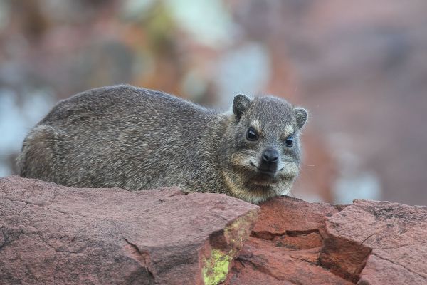 Common Dwarf Mongoose