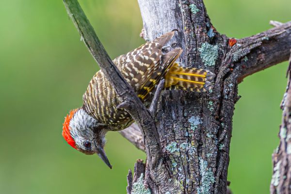 Golden-tailed Woodpecker