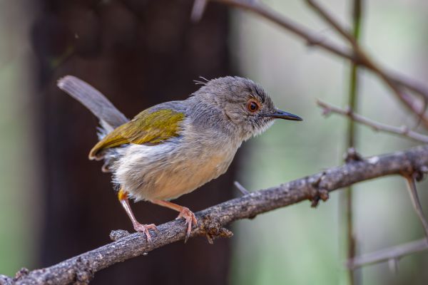 Green-backed Camaroptera