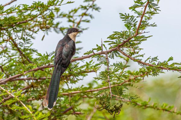 Jacobin Cuckoo