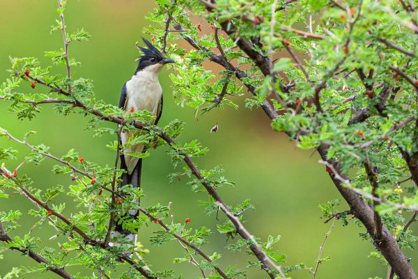 Jacobin Cuckoo