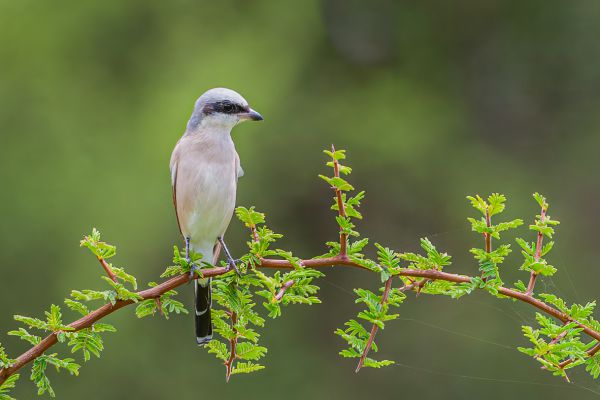Lesser Grey Shrike