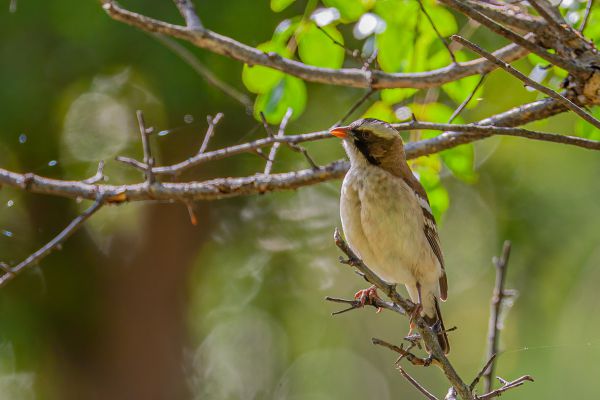 White-browed Sparrow-Weaver