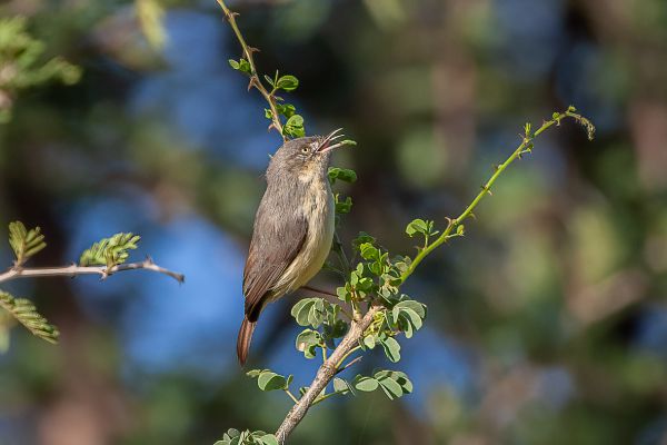 Burnt-necked Eremomela
